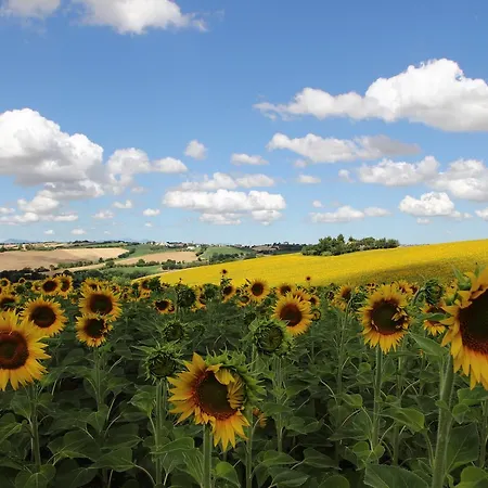 Al Belvedere * Agugliano